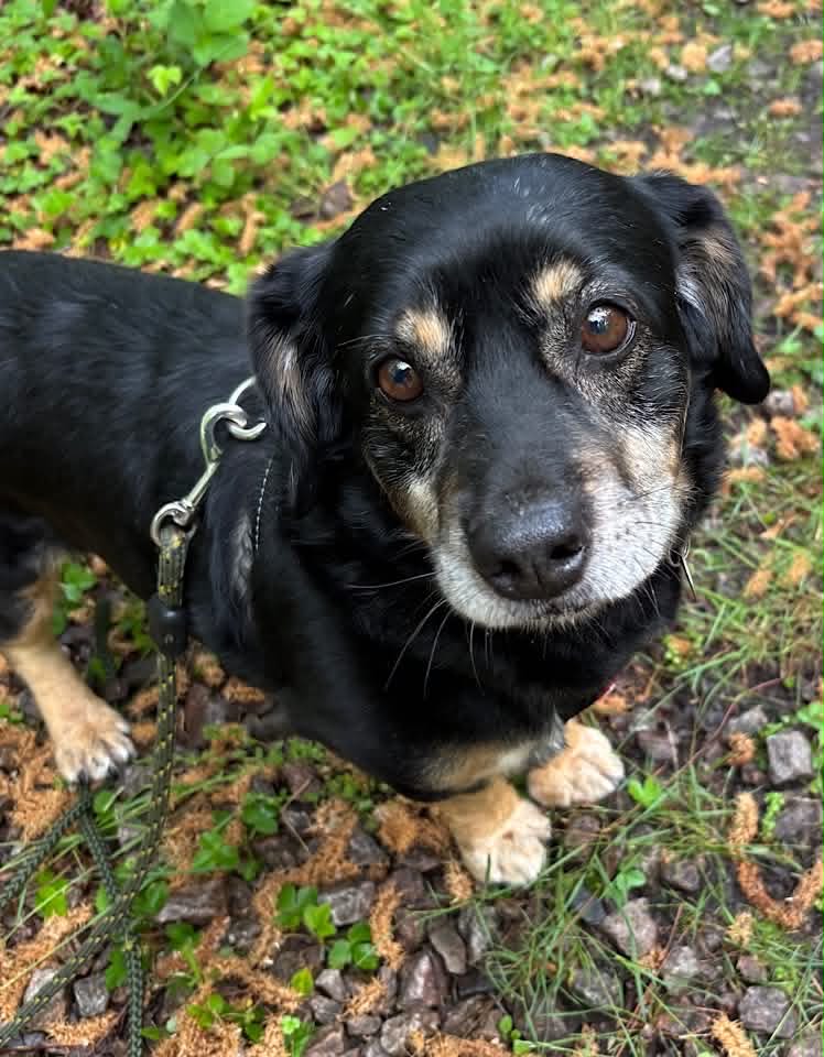Winnie dog available for adoption