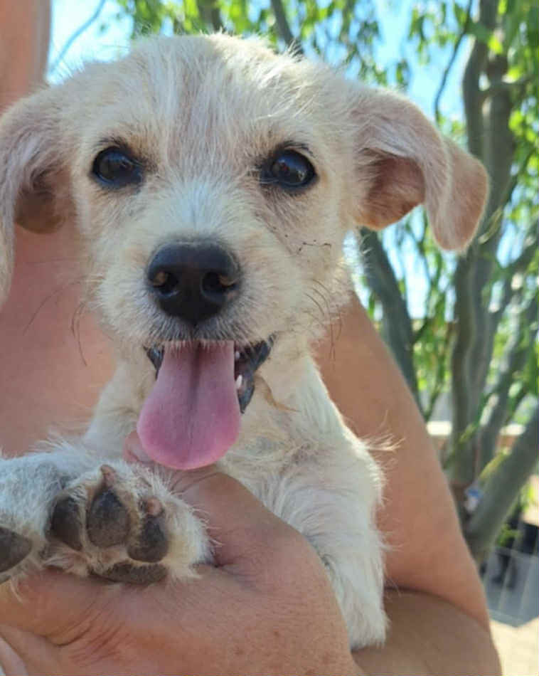Paulie dog available for adoption
