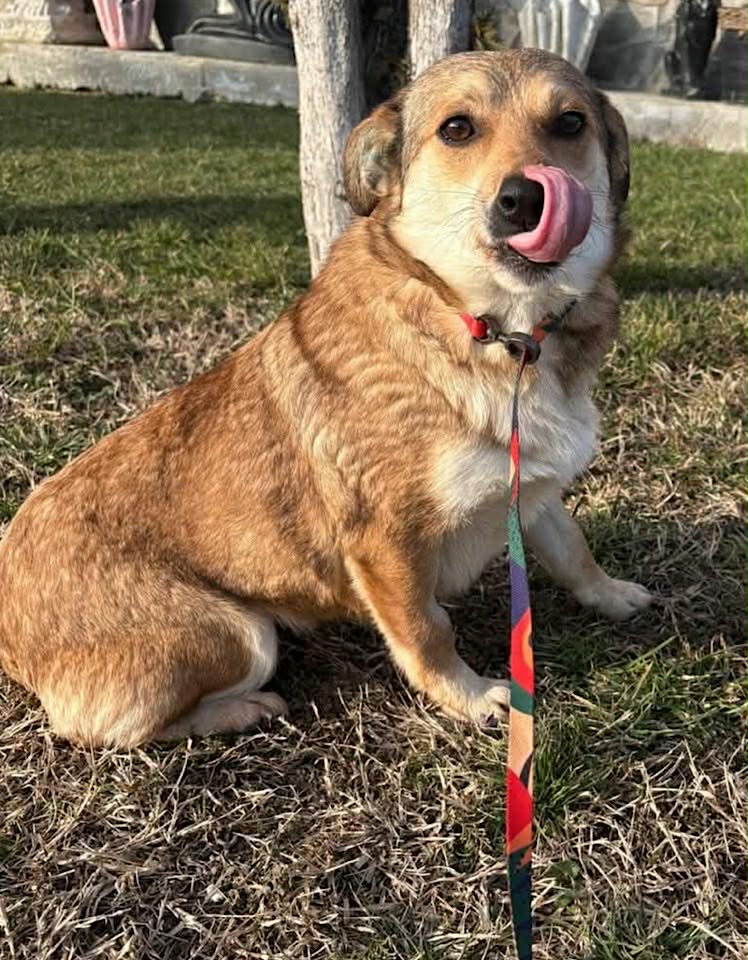 Paulie dog available for adoption