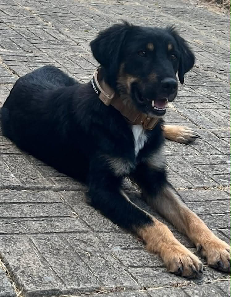 Paulie dog available for adoption