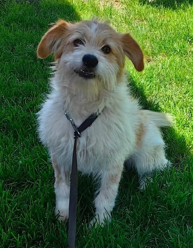 Small white dog with light brown patches standing on a paved surface, looking toward the camera, with snow-covered ground visible in the background.
