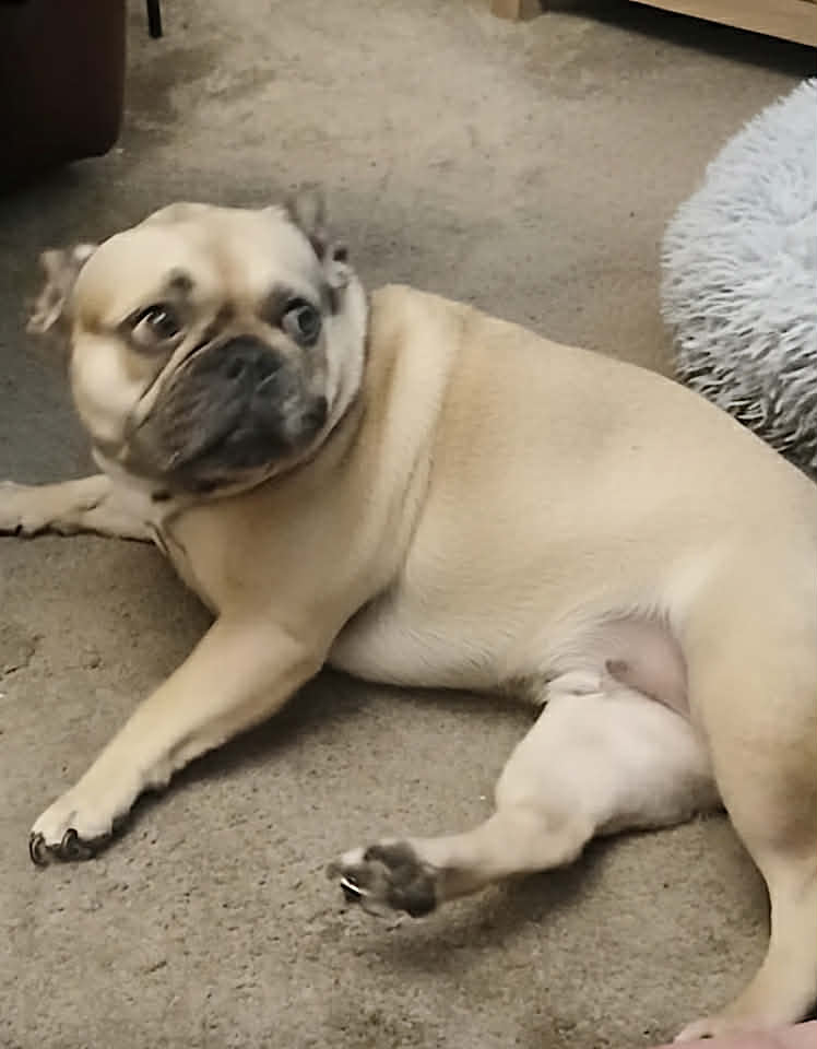 Paulie dog available for adoption