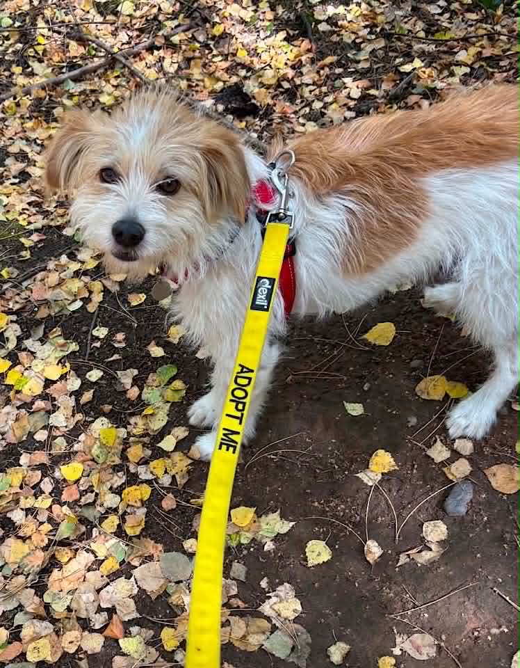 Small dog with light tan and white fur standing on a paved surface, looking up at the camera, with a green tint visible on one ear and a thin leash attached to its collar.