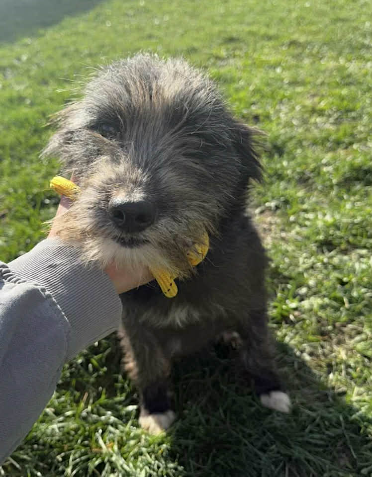 Winnie dog available for adoption