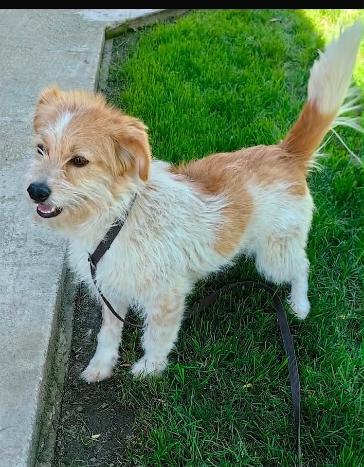 Small dog with light brown and white fur standing on a concrete surface beside a patch of snow, looking up at the camera, with one ear showing a light blue tint and a black-and-red leash attached to its collar.