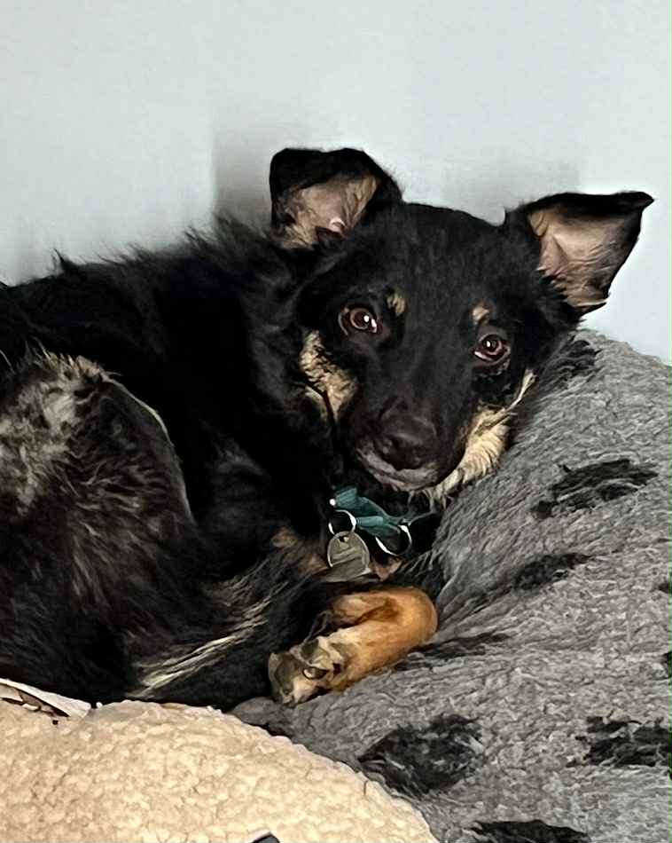 Paulie dog available for adoption