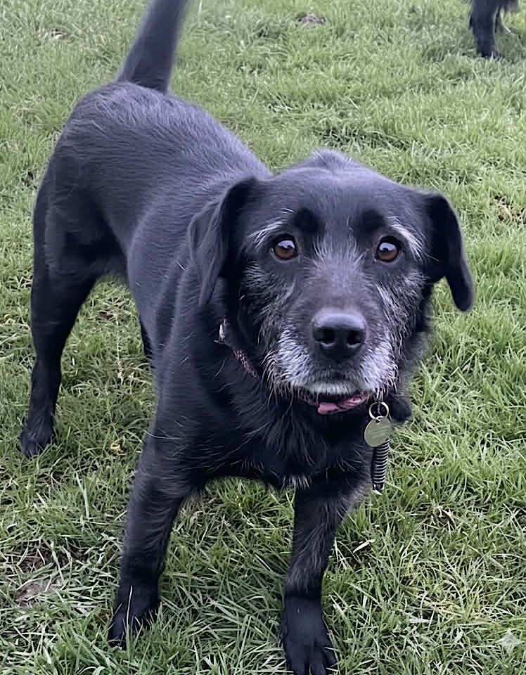 Winnie dog available for adoption