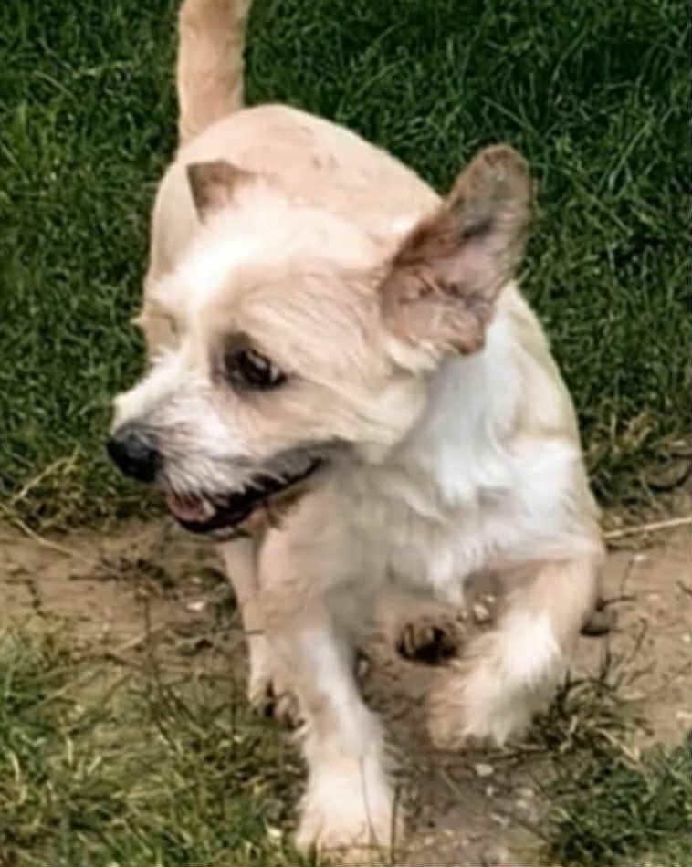 Paulie dog available for adoption