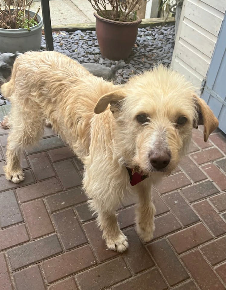 Winnie dog available for adoption