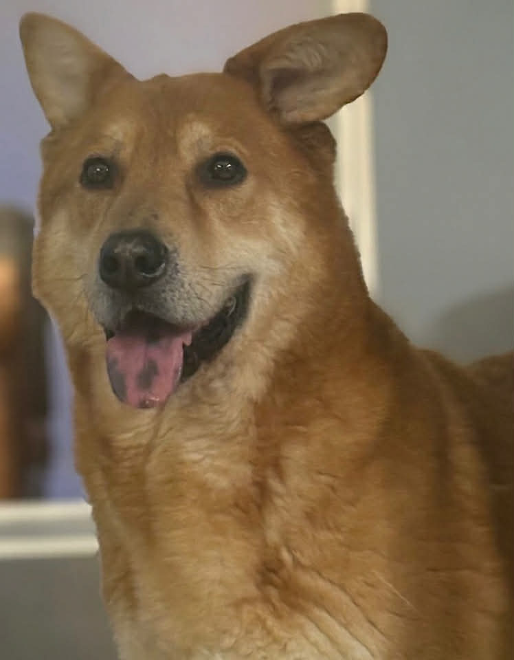 Paulie dog available for adoption