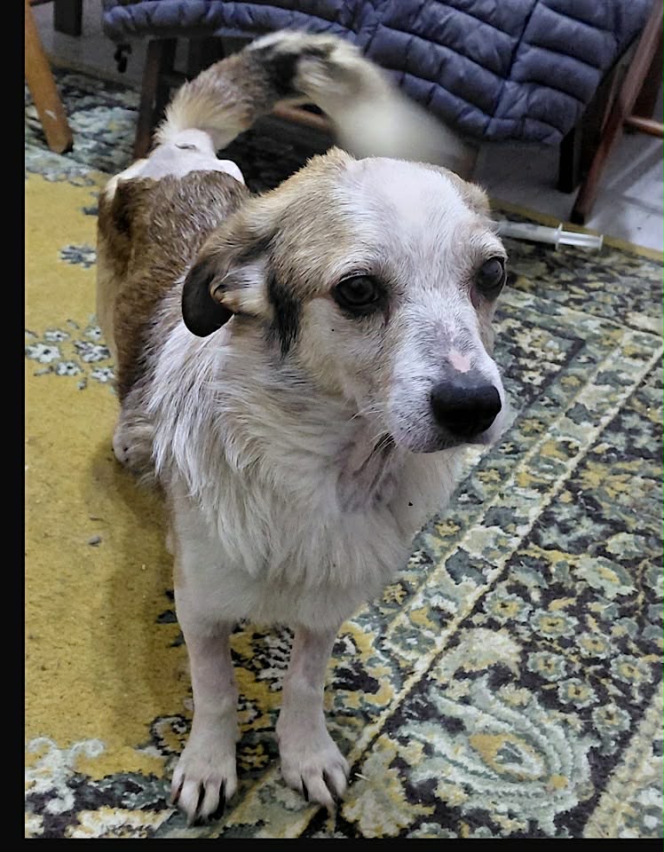 Paulie dog available for adoption