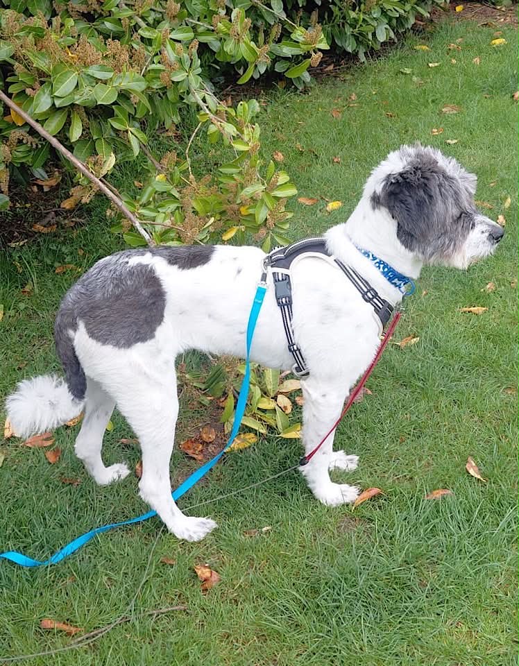 Paulie dog available for adoption