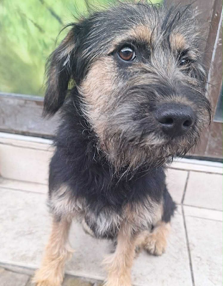 Paulie dog available for adoption