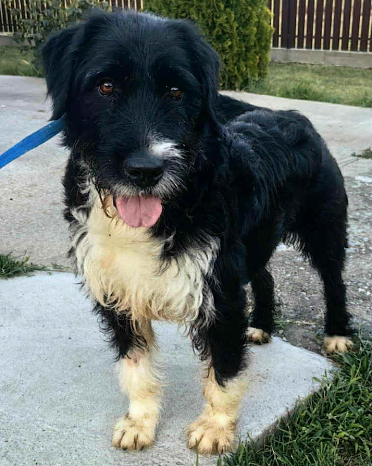 60b2a6e7-cf1b-4144-974d-d9119a50f230 Paulie dog available for adoption