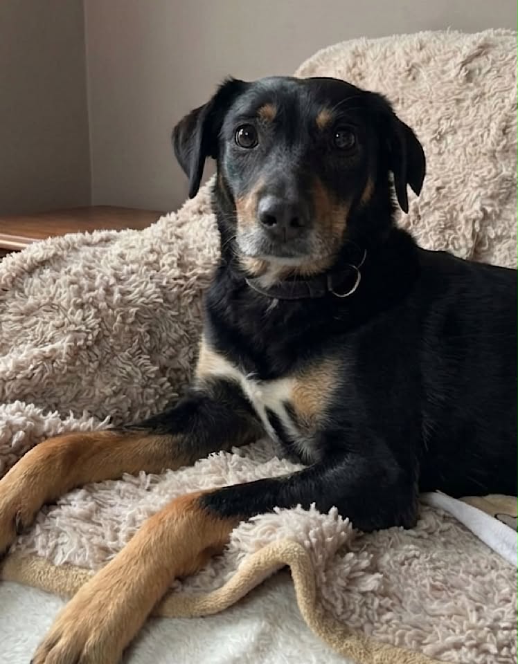 Paulie dog available for adoption