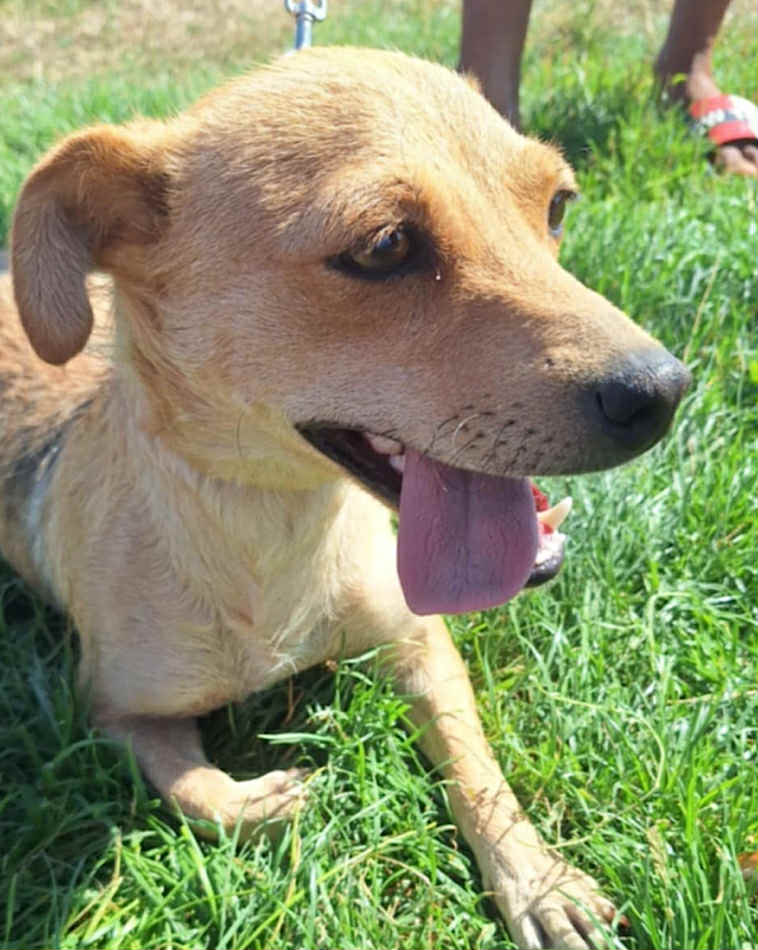 Winnie dog available for adoption