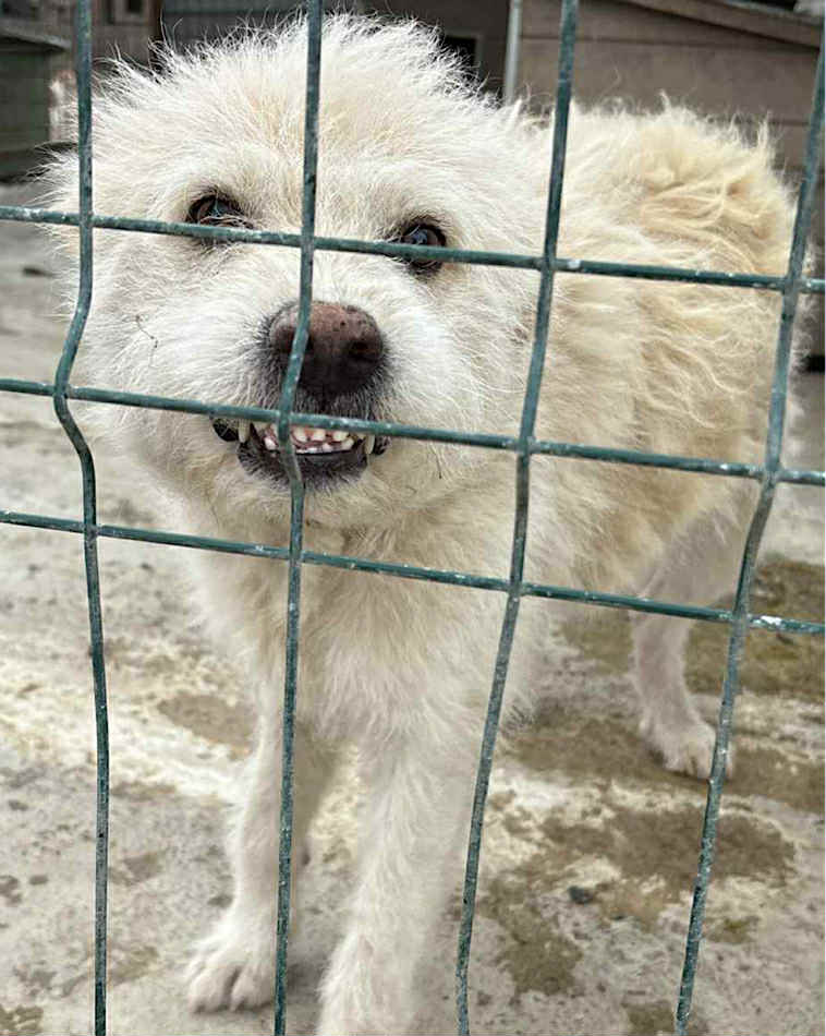 Winnie dog available for adoption