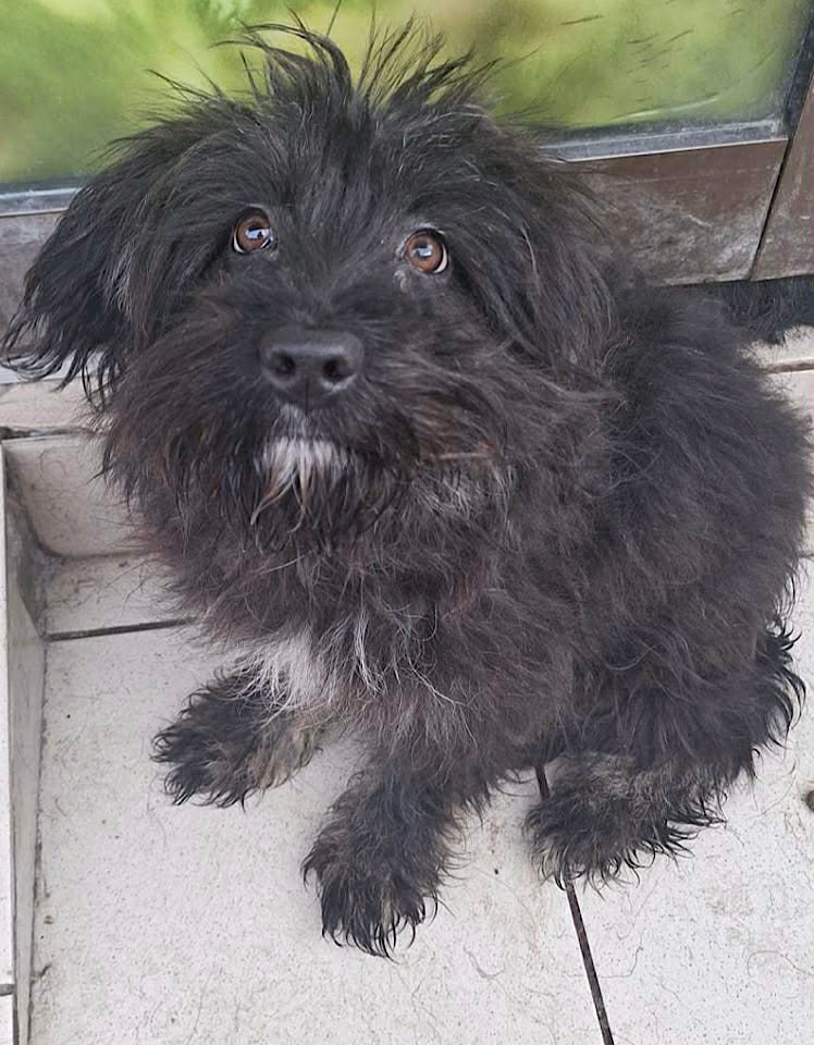 Paulie dog available for adoption