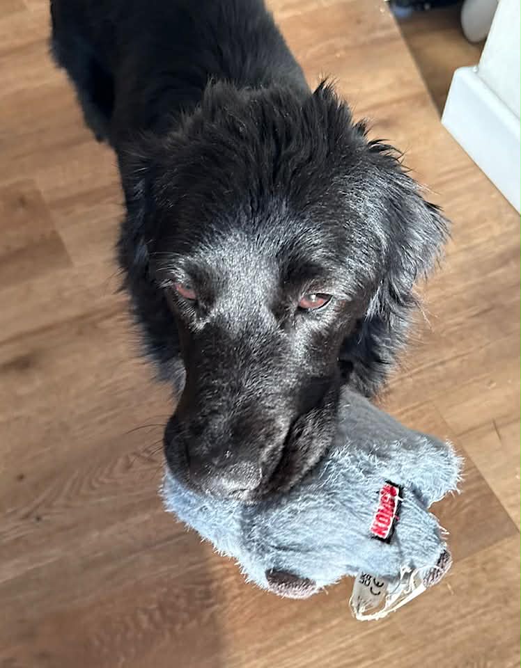 Paulie dog available for adoption