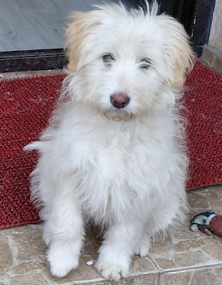 Paulie dog available for adoption