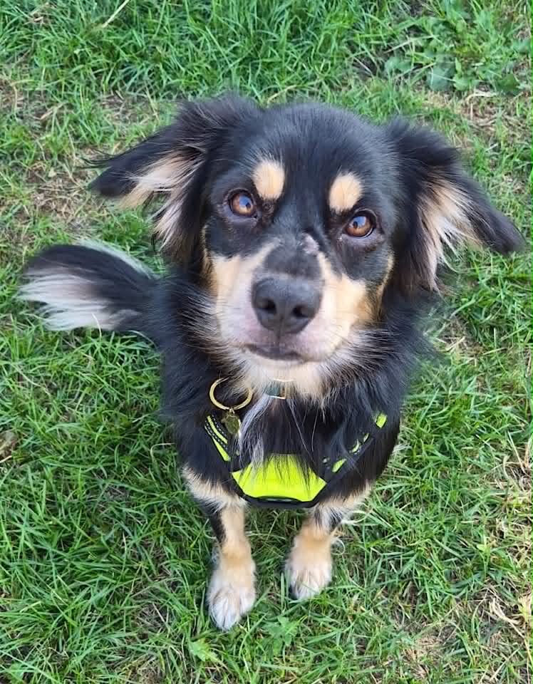 Small black-and-tan dog standing on green grass, looking towards the camera with its mouth open and tongue visible. 