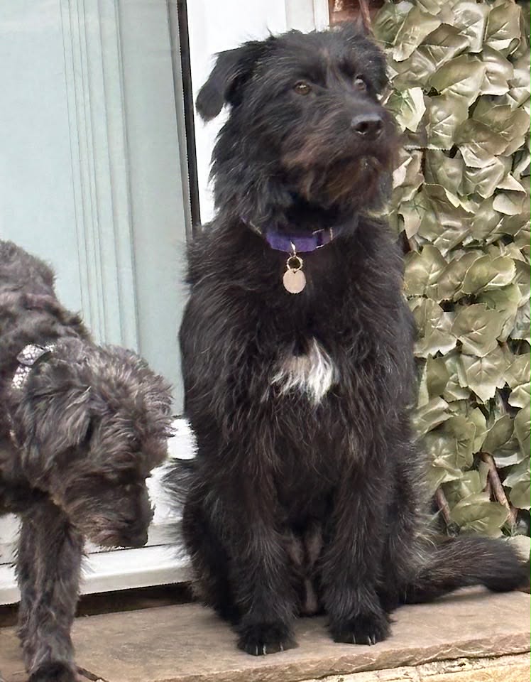 Paulie dog available for adoption