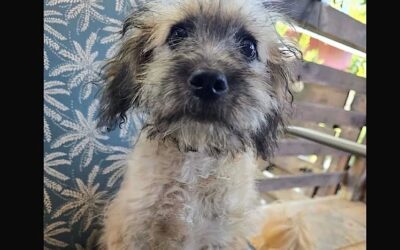 Hamish:Reserved