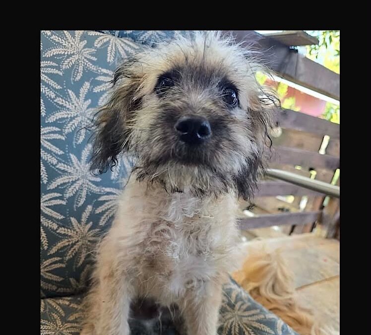 Hamish:Reserved