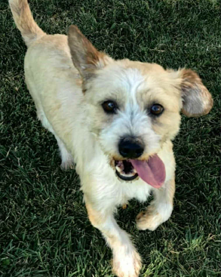 Paulie dog available for adoption