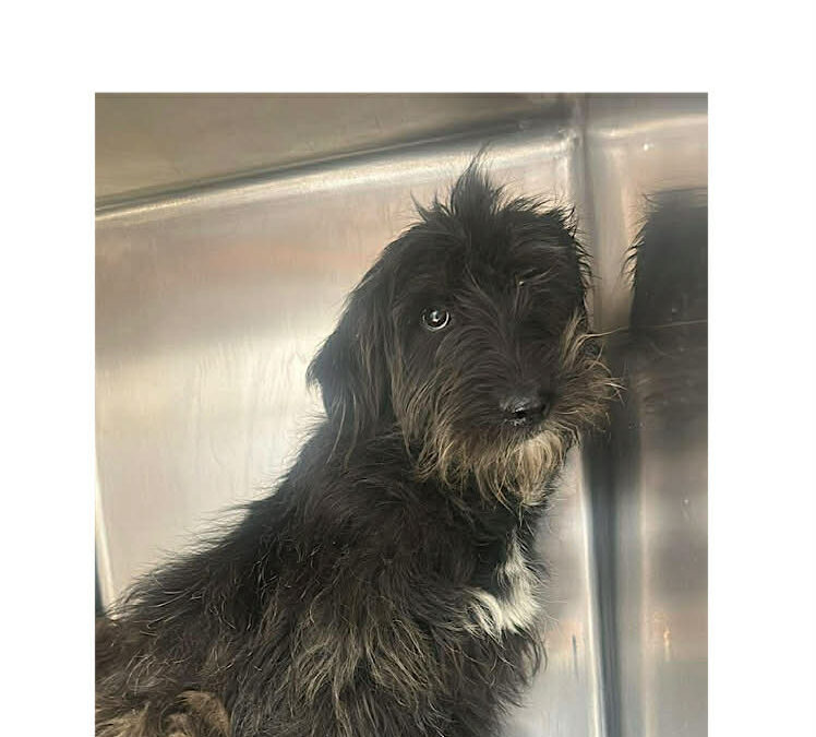 Hattie:In UK 9/6