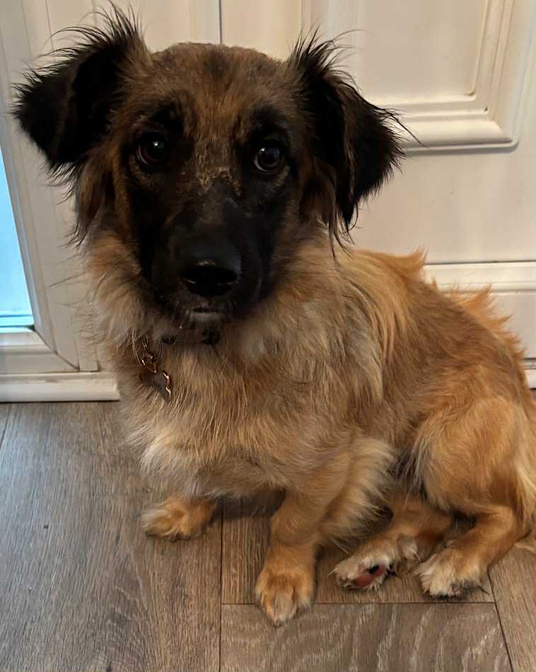 Winnie dog available for adoption