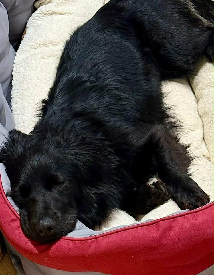 Paulie dog available for adoption