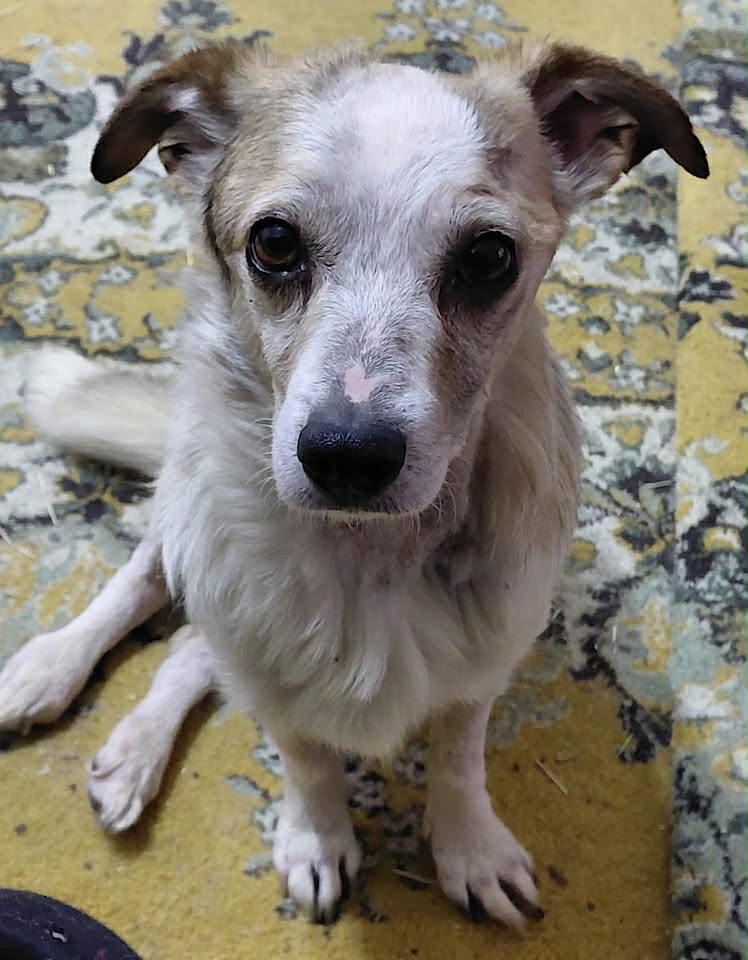 Winnie dog available for adoption