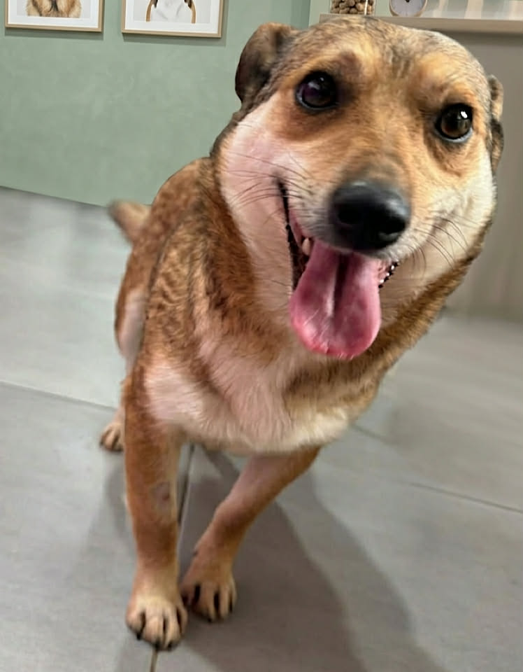 Paulie dog available for adoption