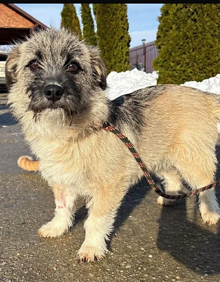 Paulie dog available for adoption