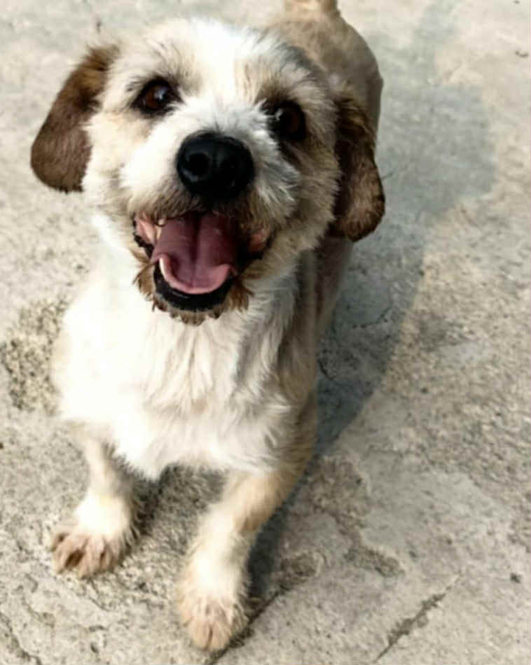 Winnie dog available for adoption