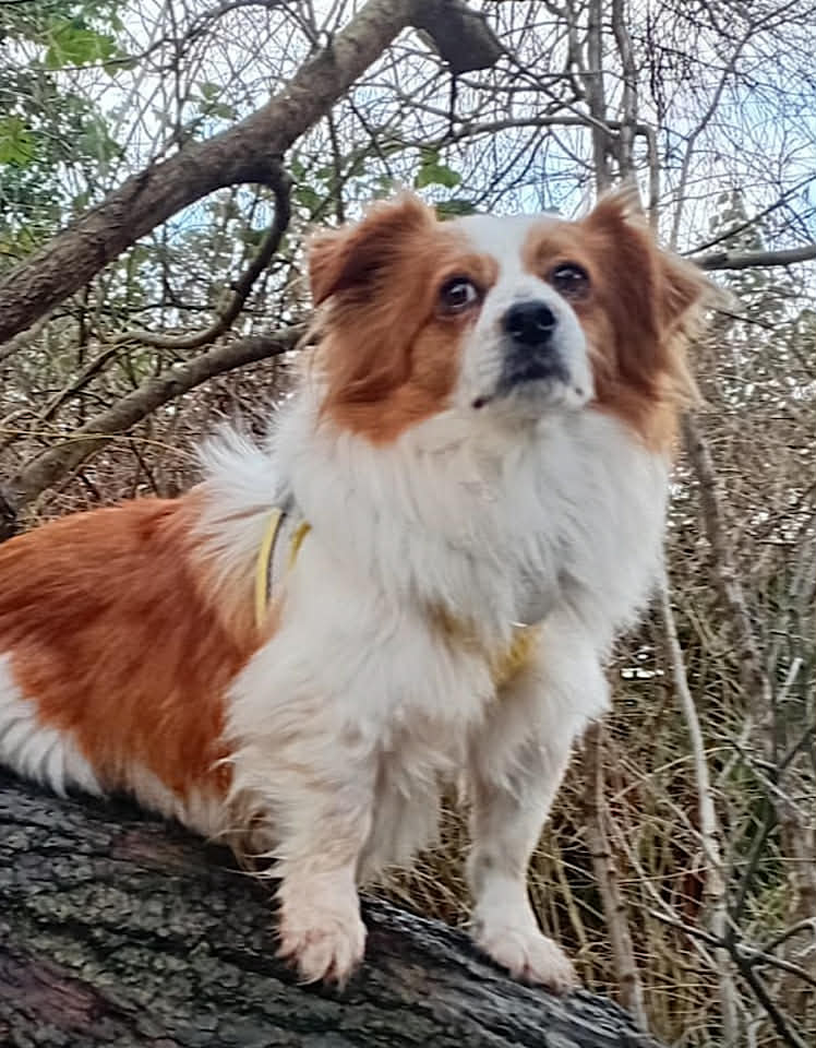 Florence, a black dog looking into the camera