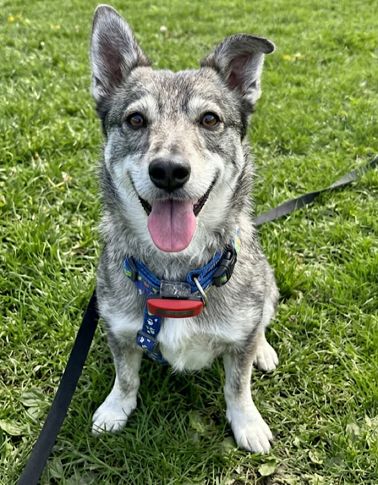 Winnie dog available for adoption