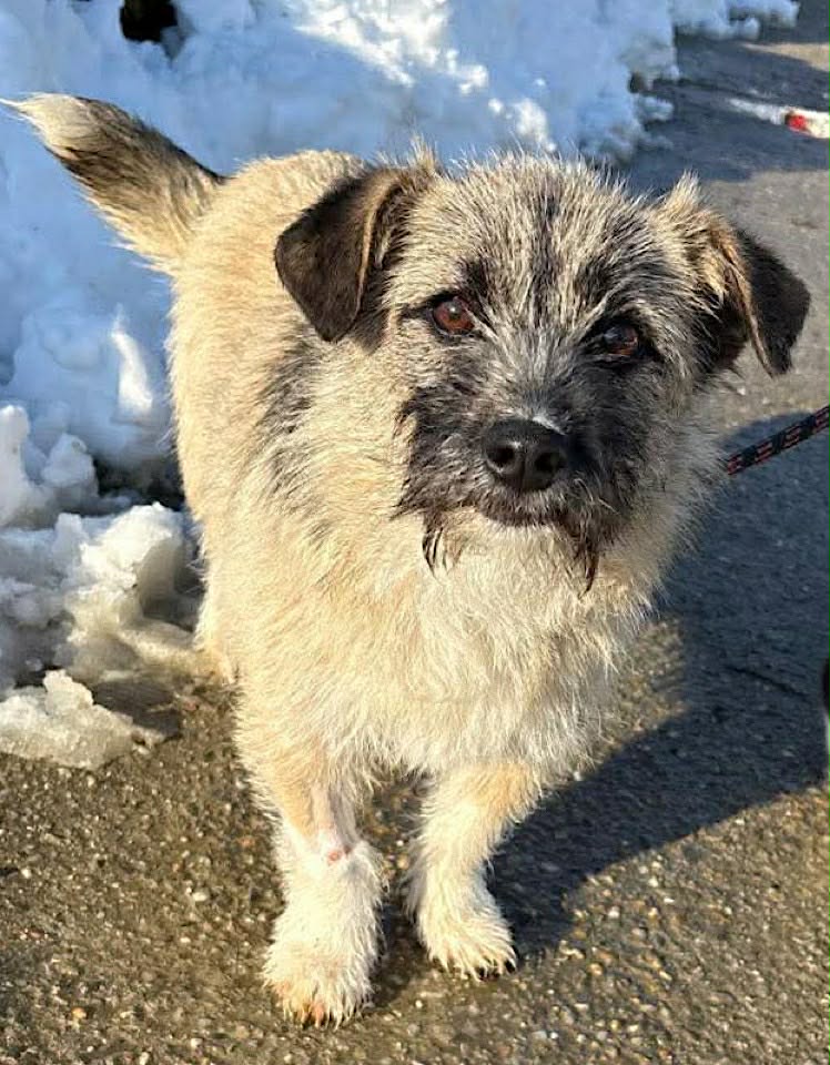 Winnie dog available for adoption