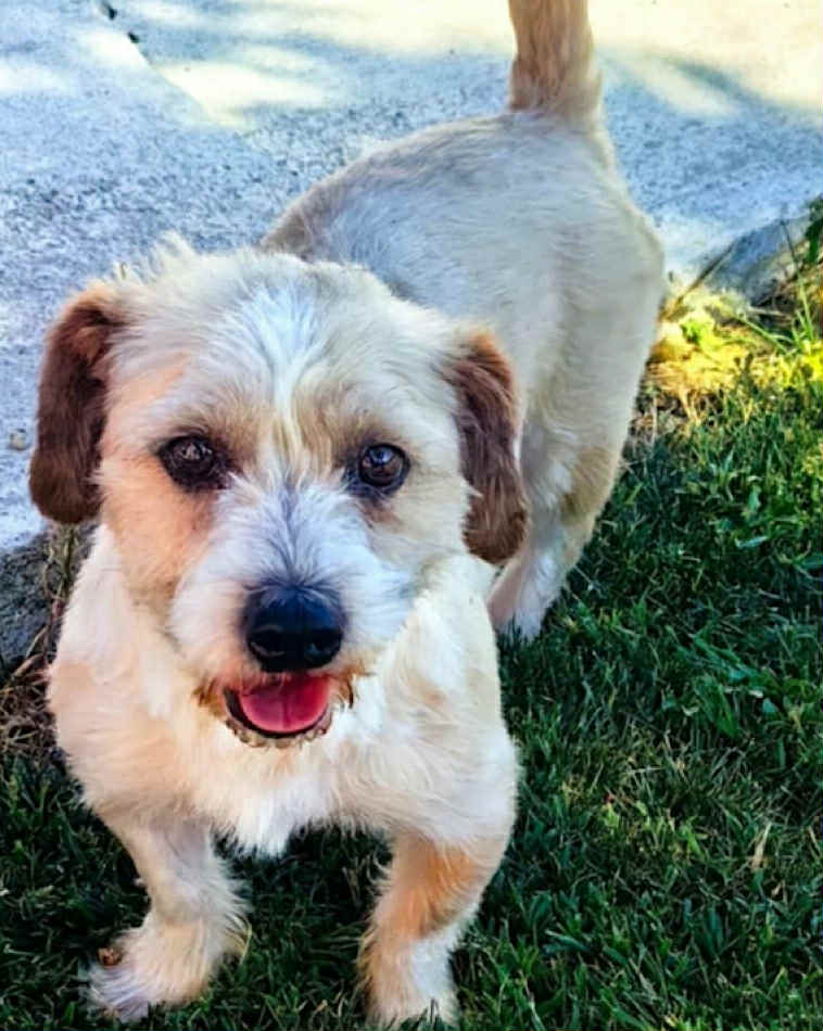 Paulie dog available for adoption