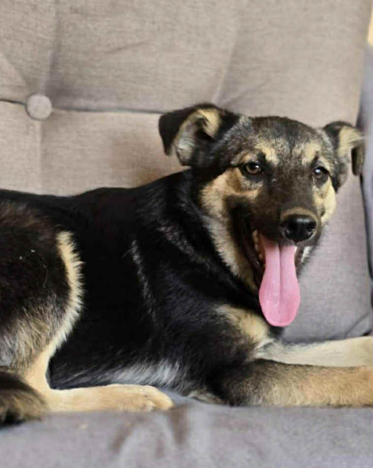 7a9f7af7-574f-4317-88b0-7d92376be7e2 Paulie dog available for adoption