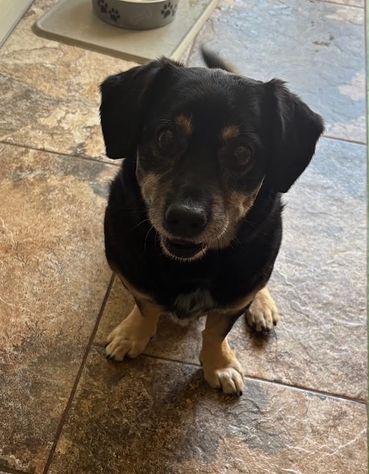 Paulie dog available for adoption