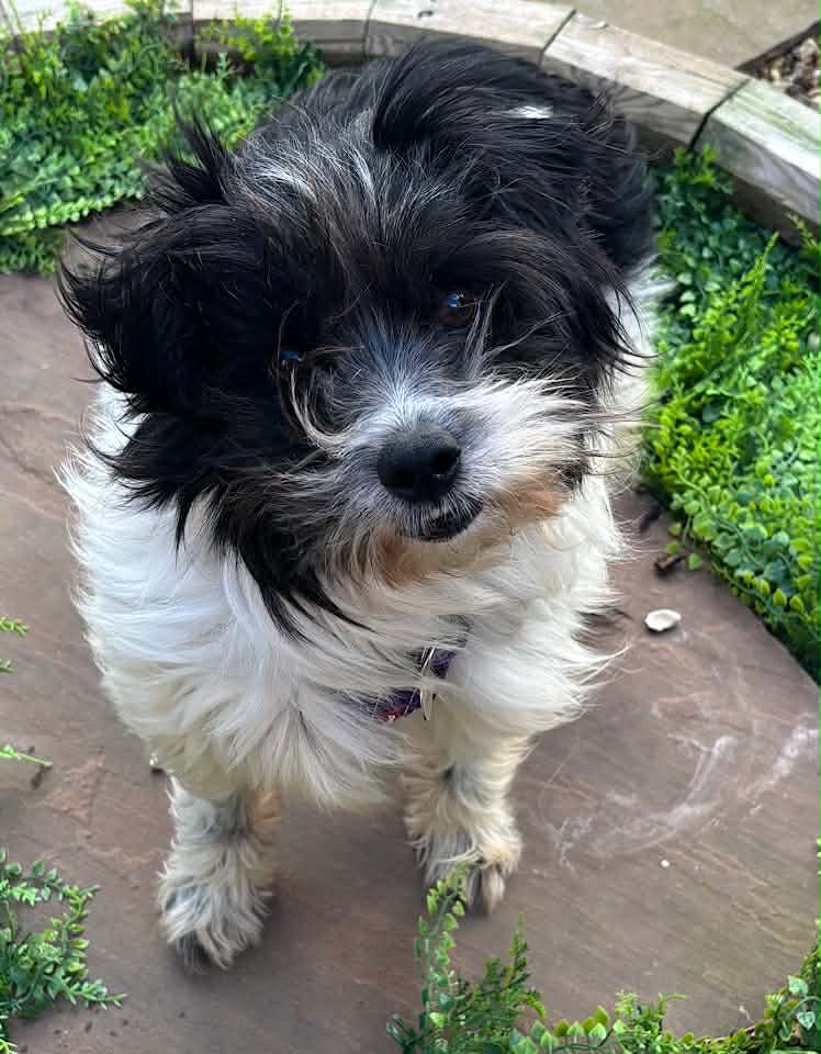 Paulie dog available for adoption