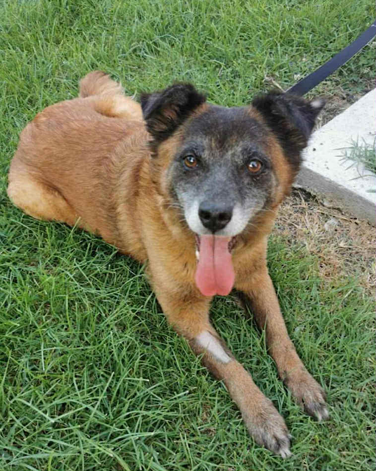 Winnie dog available for adoption