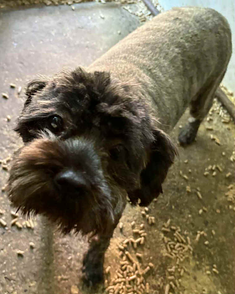 Winnie dog available for adoption