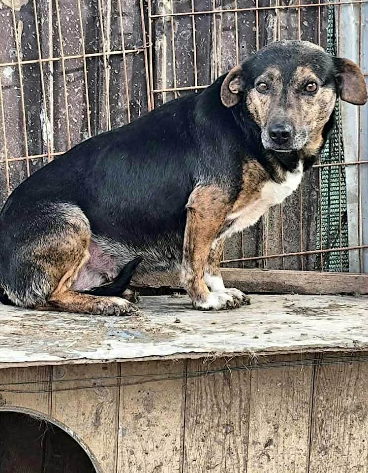 Winnie dog available for adoption