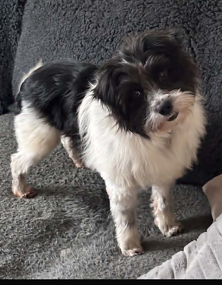 Winnie dog available for adoption