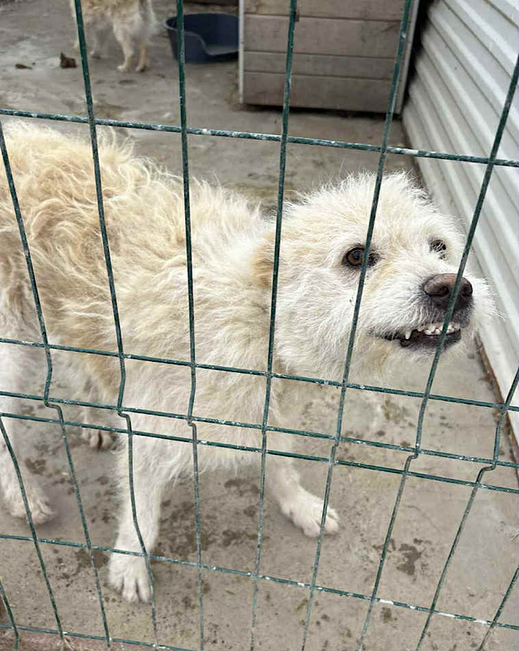 Paulie dog available for adoption