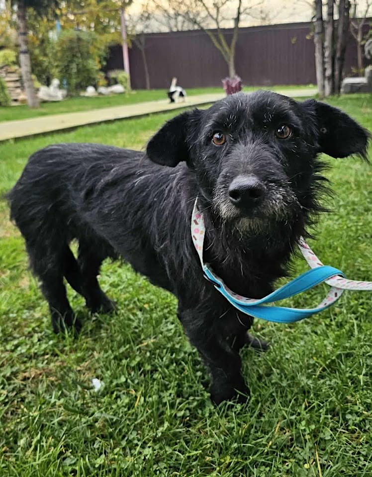 Paulie dog available for adoption