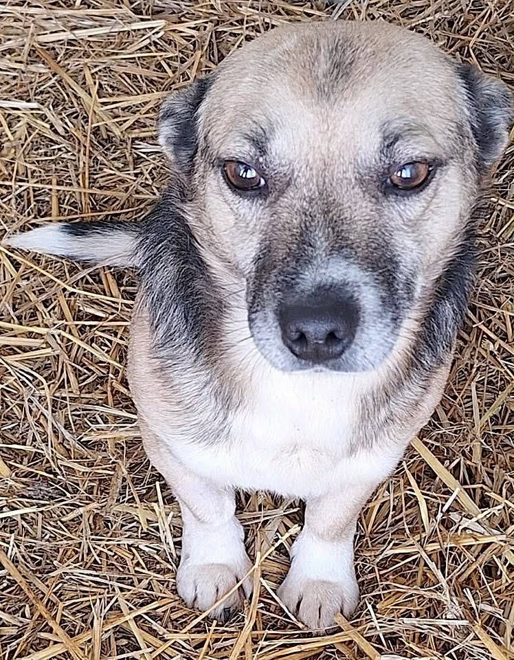 Paulie dog available for adoption